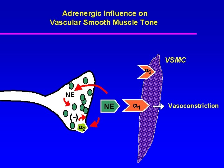 Adrenergic Influence on Vascular Smooth Muscle Tone VSMC 2 NE NE (-) 2 1