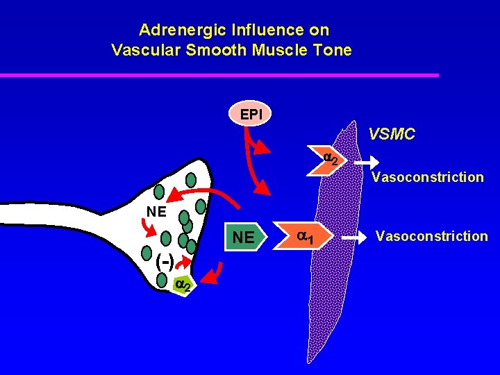Adrenergic Influence on Vascular Smooth Muscle Tone EPI VSMC 2 Vasoconstriction NE NE (-)
