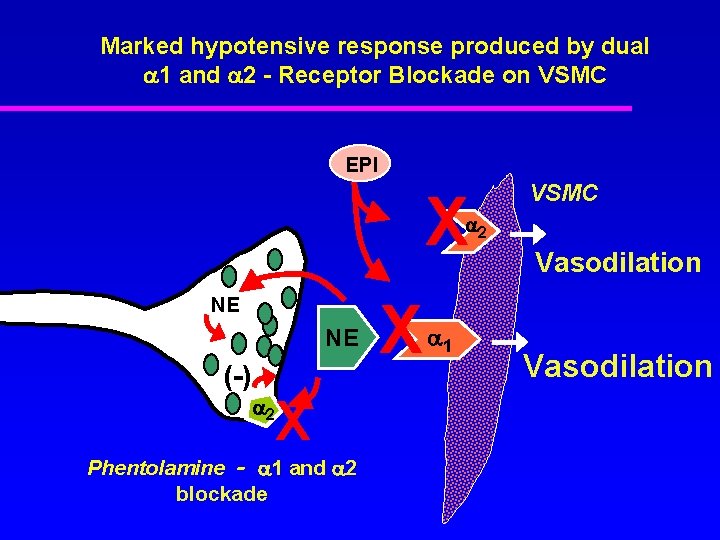 Marked hypotensive response produced by dual 1 and 2 - Receptor Blockade on VSMC