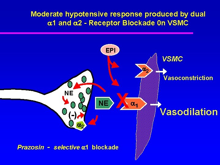 Moderate hypotensive response produced by dual 1 and 2 - Receptor Blockade 0 n