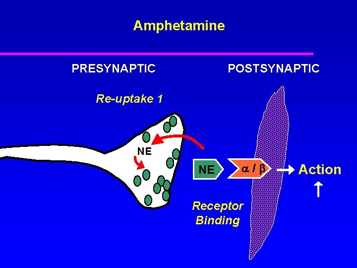 Amphetamine PRESYNAPTIC POSTSYNAPTIC Re-uptake 1 NE NE / Receptor Binding Action 