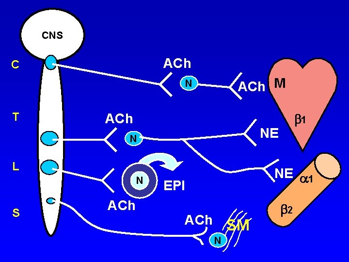 CNS ACh C ACh M N T ACh NE N L N S ACh