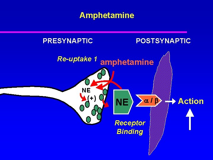 Amphetamine PRESYNAPTIC Re-uptake 1 POSTSYNAPTIC amphetamine NE (+) NE / Receptor Binding Action 