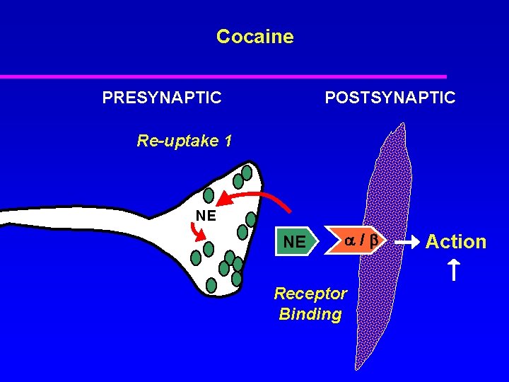 Cocaine PRESYNAPTIC POSTSYNAPTIC Re-uptake 1 NE NE / Receptor Binding Action 