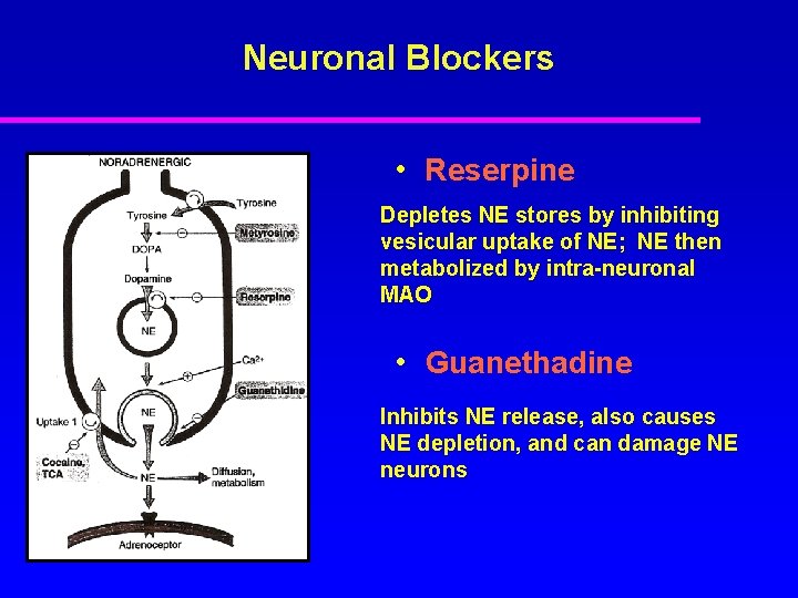 Neuronal Blockers • Reserpine Depletes NE stores by inhibiting vesicular uptake of NE; NE