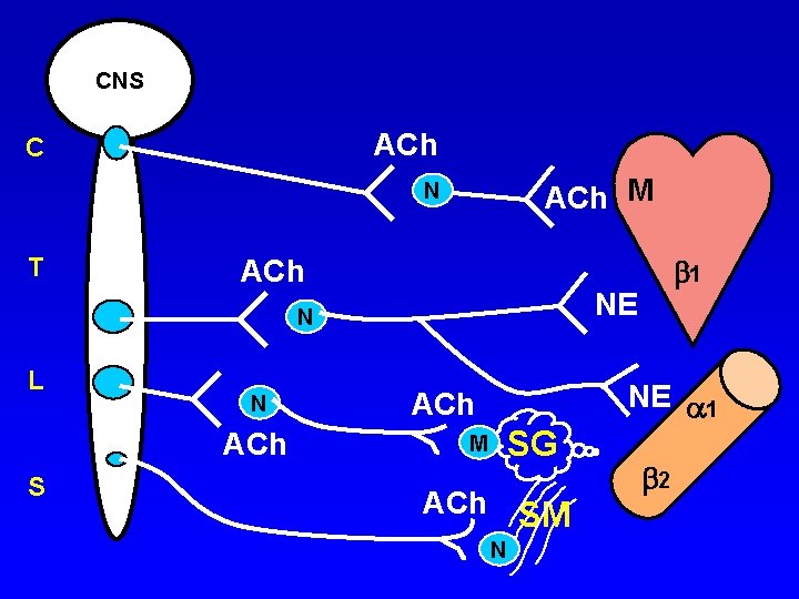 CNS ACh C ACh M N T ACh NE N L N ACh S