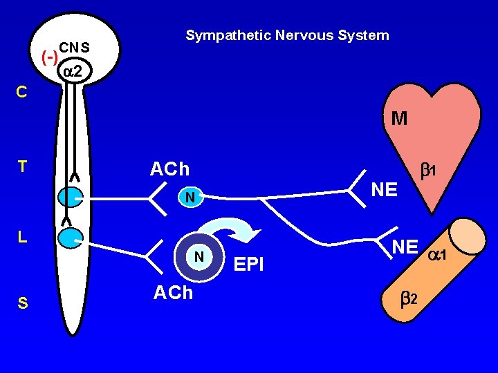 (-) CNS Sympathetic Nervous System 2 C M T ACh NE N L N