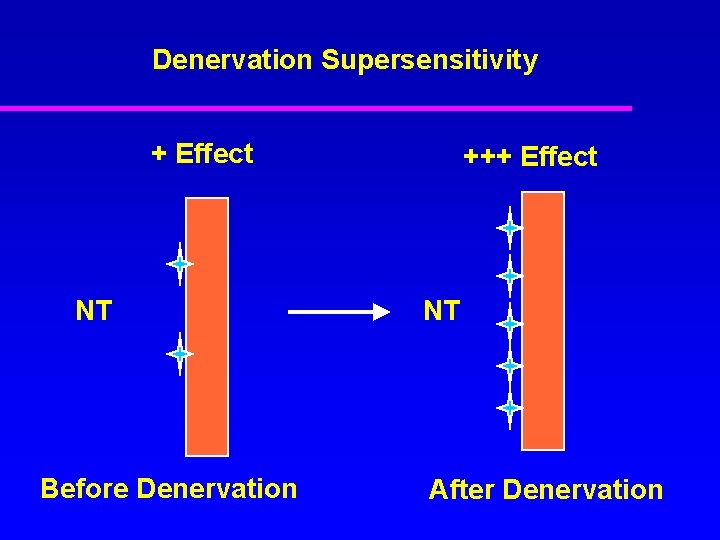 Denervation Supersensitivity + Effect NT Before Denervation +++ Effect NT After Denervation 