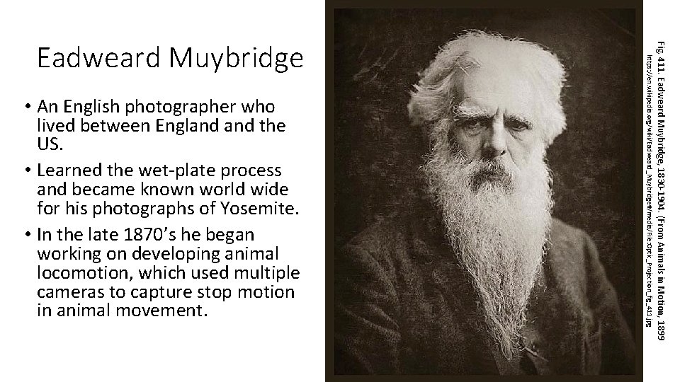 Fig. 411. Eadweard Muybridge, 1830 -1904. (From Animals in Motion, 1899 • An English