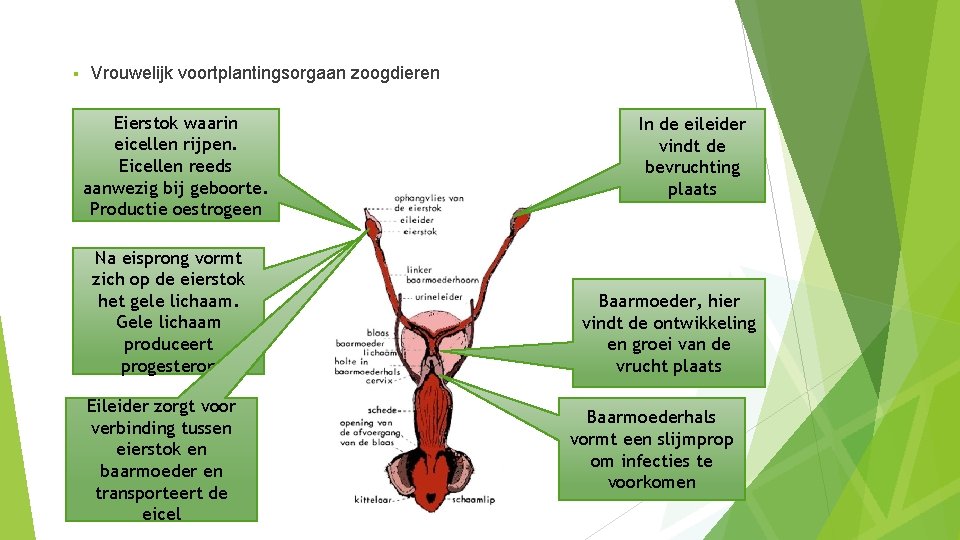 § Vrouwelijk voortplantingsorgaan zoogdieren Eierstok waarin eicellen rijpen. Eicellen reeds aanwezig bij geboorte. Productie