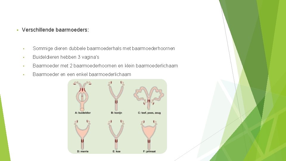 § Verschillende baarmoeders: • Sommige dieren dubbele baarmoederhals met baarmoederhoornen • Buideldieren hebben 3 § Verschillende baarmoeders: • Sommige dieren dubbele baarmoederhals met baarmoederhoornen • Buideldieren hebben 3