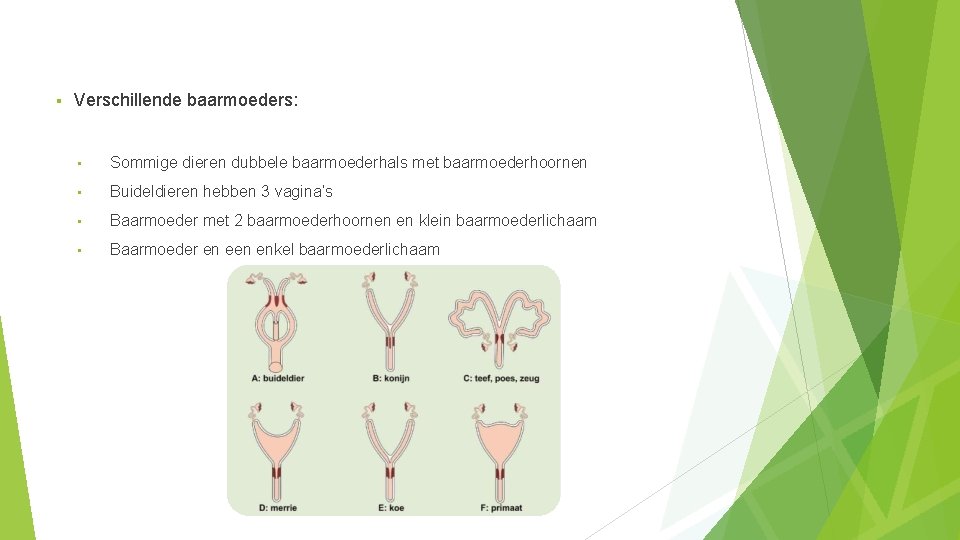 § Verschillende baarmoeders: • Sommige dieren dubbele baarmoederhals met baarmoederhoornen • Buideldieren hebben 3