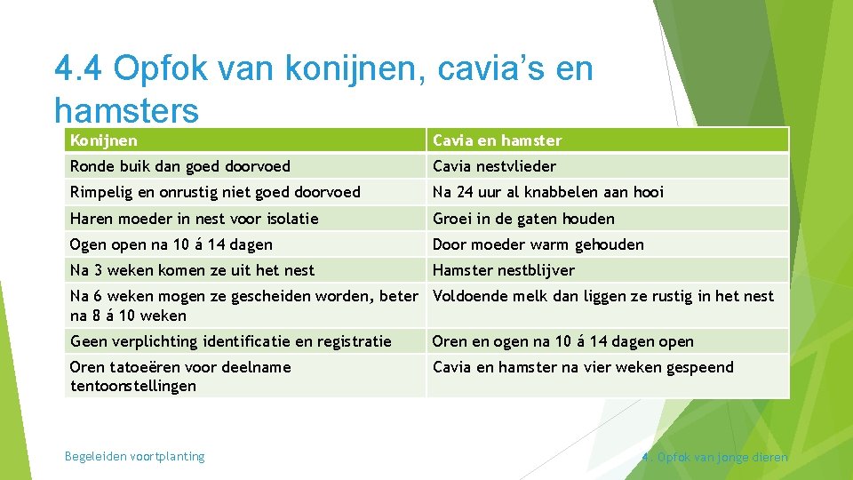 4. 4 Opfok van konijnen, cavia’s en hamsters Konijnen Cavia en hamster Ronde buik