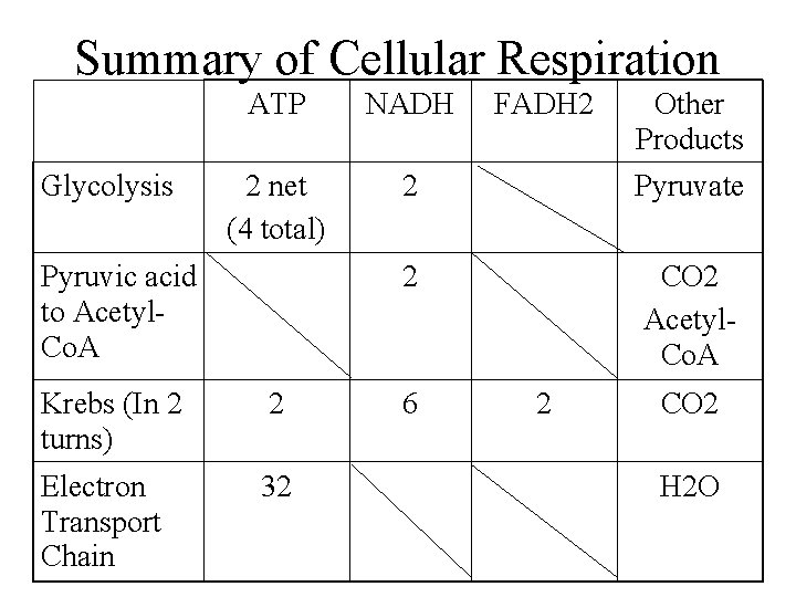 Summary of Cellular Respiration Glycolysis ATP NADH 2 net (4 total) 2 Pyruvate 2