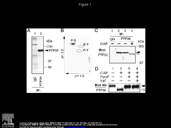 Regulation of Phosphorylation Level and Distribution of PTP