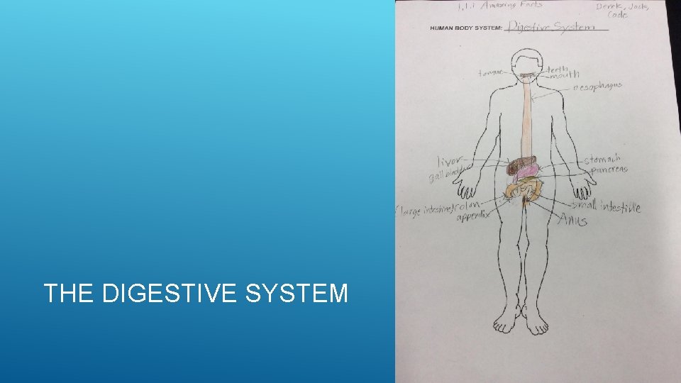 THE DIGESTIVE SYSTEM 