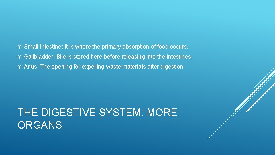  Small Intestine: It is where the primary absorption of food occurs. Gallbladder: Bile