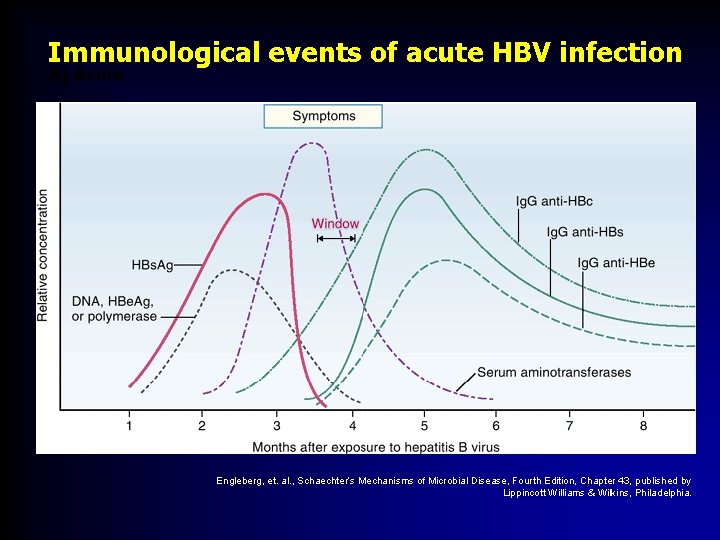 Immunological events of acute HBV infection A) Acute B) Chronic Engleberg, et. al. ,
