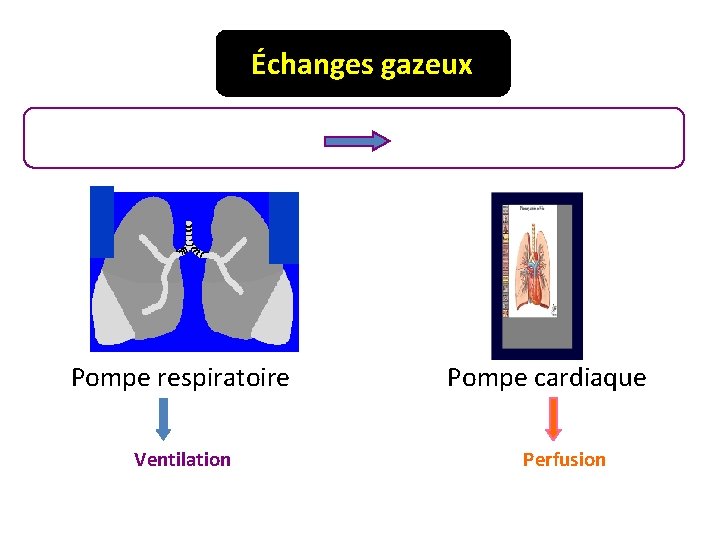 Échanges gazeux Système Respiratoire Pompe respiratoire Ventilation modèle à 2 pompes Pompe cardiaque Perfusion