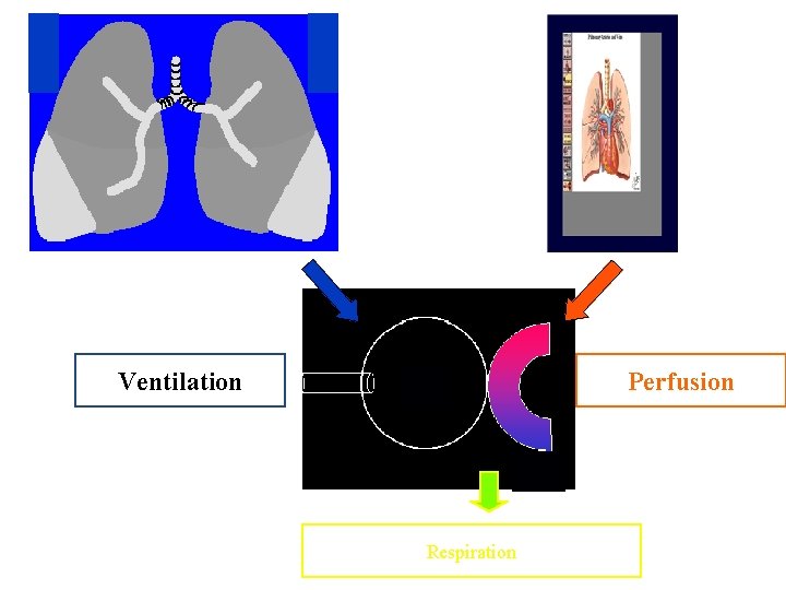 Ventilation Perfusion V Q Respiration 