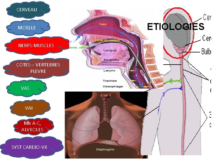 CERVEAU MOELLE NERFS-MUSCLES COTES – VERTEBRES PLEVRE VAS VAI Mb A-C, ALVEOLES SYST CARDIO-VX