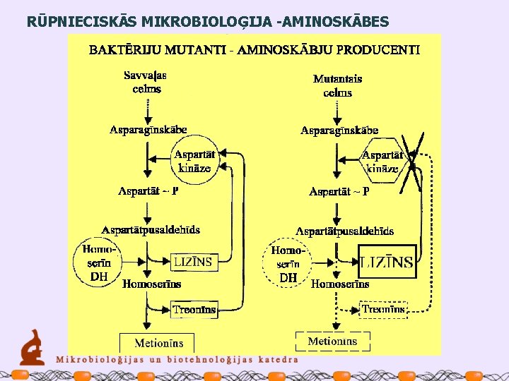 RŪPNIECISKĀS MIKROBIOLOĢIJA -AMINOSKĀBES 