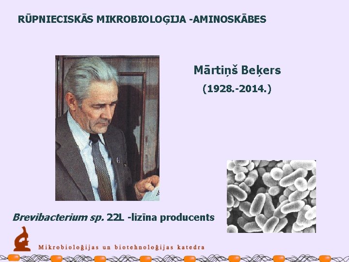 RŪPNIECISKĀS MIKROBIOLOĢIJA -AMINOSKĀBES Mārtiņš Beķers (1928. -2014. ) Brevibacterium sp. 22 L -lizīna producents