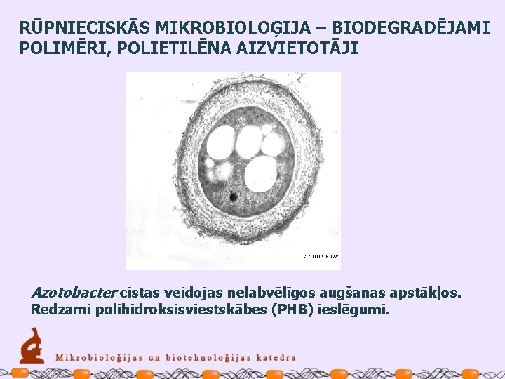 RŪPNIECISKĀS MIKROBIOLOĢIJA – BIODEGRADĒJAMI POLIMĒRI, POLIETILĒNA AIZVIETOTĀJI Azotobacter cistas veidojas nelabvēlīgos augšanas apstākļos. Redzami