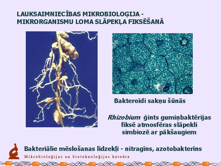 LAUKSAIMNIECĪBAS MIKROBIOLOĢIJA MIKRORGANISMU LOMA SLĀPEKĻA FIKSĒŠANĀ Bakteroīdi sakņu šūnās Rhizobium ģints gumiņbaktērijas fiksē atmosfēras