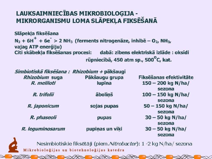 LAUKSAIMNIECĪBAS MIKROBIOLOĢIJA MIKRORGANISMU LOMA SLĀPEKĻA FIKSĒŠANĀ Nesimbiotiskie fiksētāji (piem. Nitrobacter): 1 -2 kg N/ha/