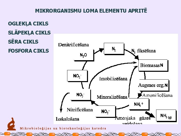 MIKRORGANISMU LOMA ELEMENTU APRITĒ OGLEKĻA CIKLS SLĀPEKĻA CIKLS SĒRA CIKLS FOSFORA CIKLS 