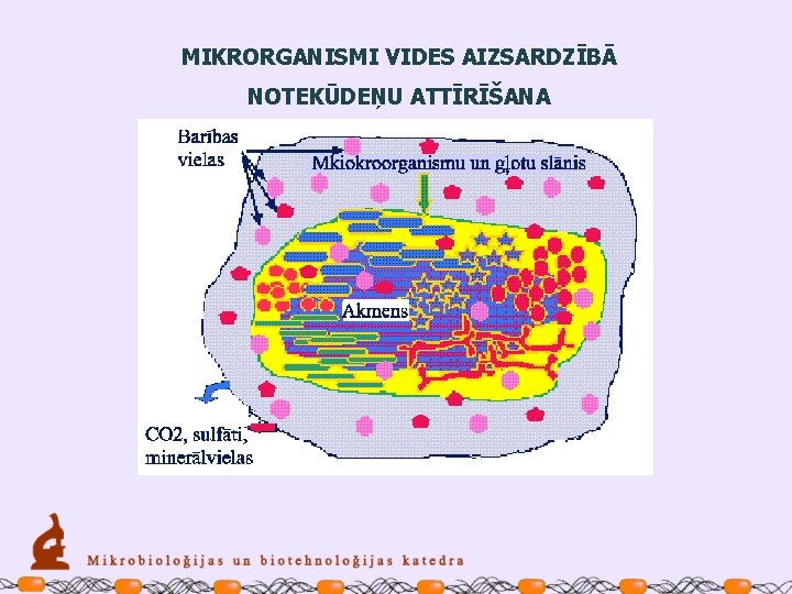 MIKRORGANISMI VIDES AIZSARDZĪBĀ NOTEKŪDEŅU ATTĪRĪŠANA 