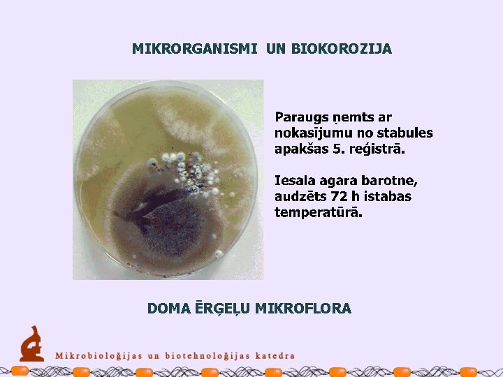 MIKRORGANISMI UN BIOKOROZIJA DOMA ĒRĢEĻU MIKROFLORA 