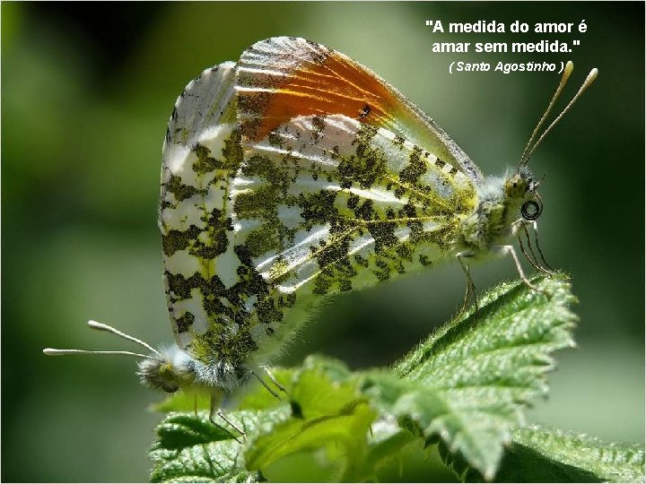 "A medida do amor é amar sem medida. " ( Santo Agostinho ) Belas