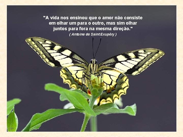 "A vida nos ensinou que o amor não consiste em olhar um para o