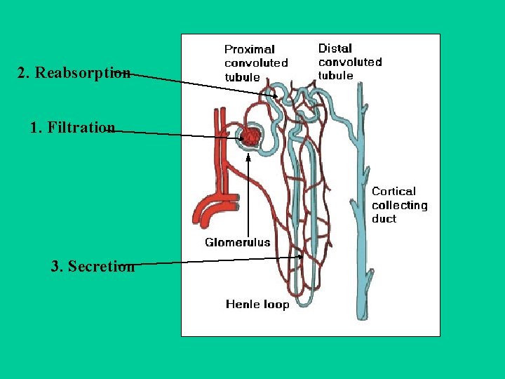 2. Reabsorption 1. Filtration 3. Secretion 