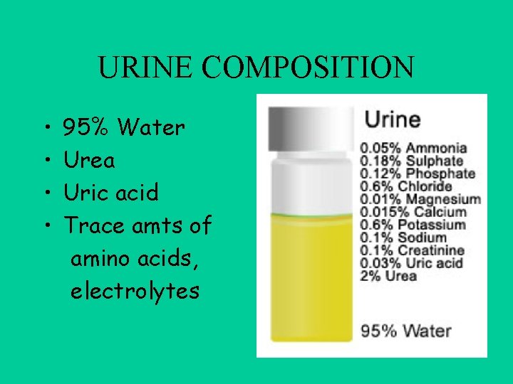 URINE COMPOSITION • • 95% Water Urea Uric acid Trace amts of amino acids,