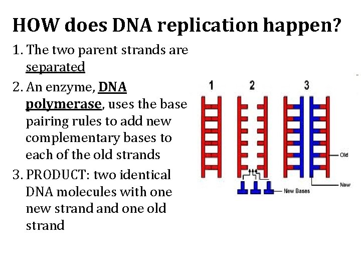 HOW does DNA replication happen? 1. The two parent strands are separated 2. An