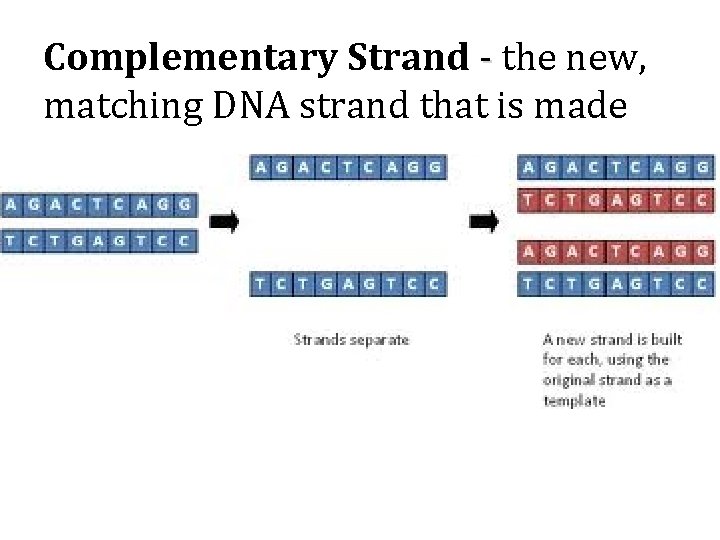 Complementary Strand - the new, matching DNA strand that is made 