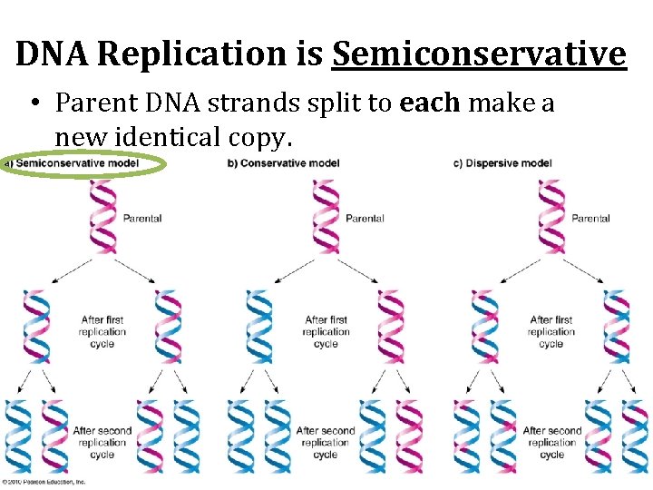 DNA Replication is Semiconservative • Parent DNA strands split to each make a new