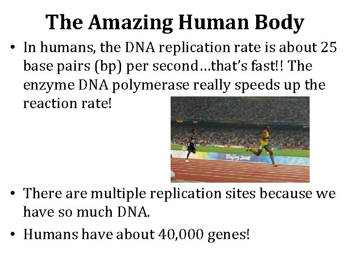 The Amazing Human Body • In humans, the DNA replication rate is about 25