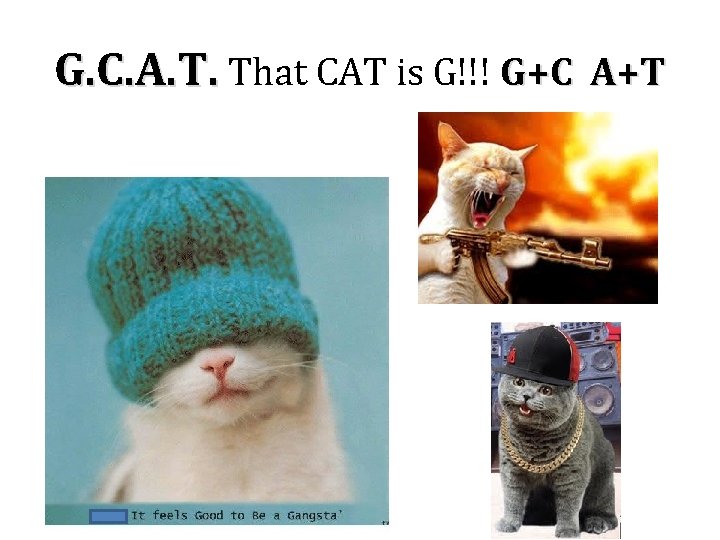 G. C. A. T. That CAT is G!!! G+C A+T 