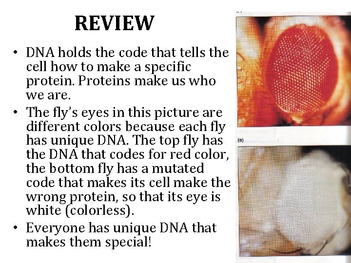 REVIEW • DNA holds the code that tells the cell how to make a