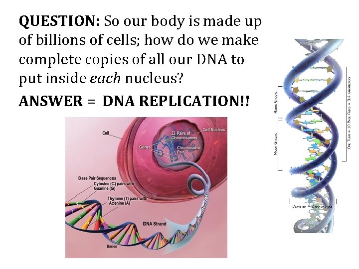 QUESTION: So our body is made up of billions of cells; how do we