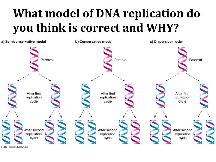 What model of DNA replication do you think is correct and WHY? 