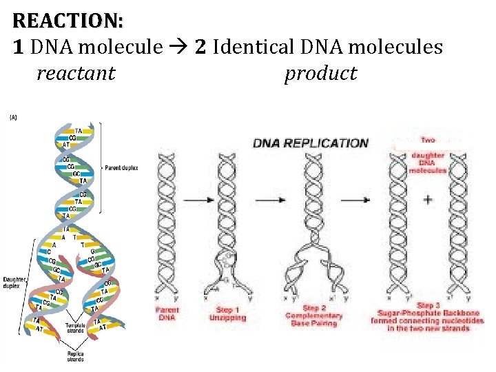 REACTION: 1 DNA molecule 2 Identical DNA molecules reactant product 