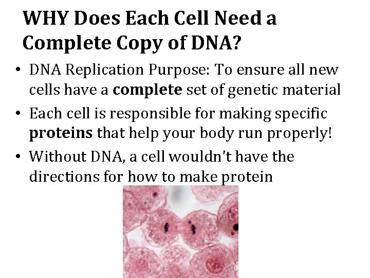 WHY Does Each Cell Need a Complete Copy of DNA? • DNA Replication Purpose: