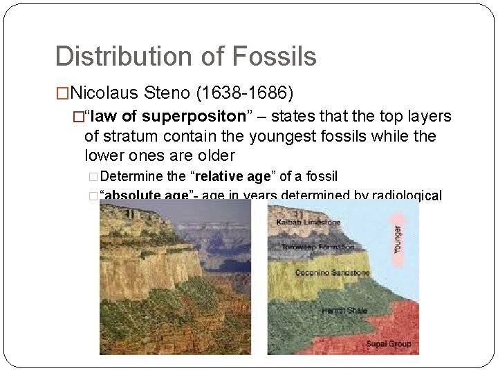 Distribution of Fossils �Nicolaus Steno (1638 -1686) �“law of superpositon” – states that the