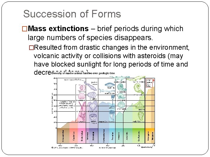 Succession of Forms �Mass extinctions – brief periods during which large numbers of species