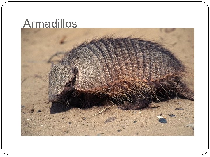 Armadillos 